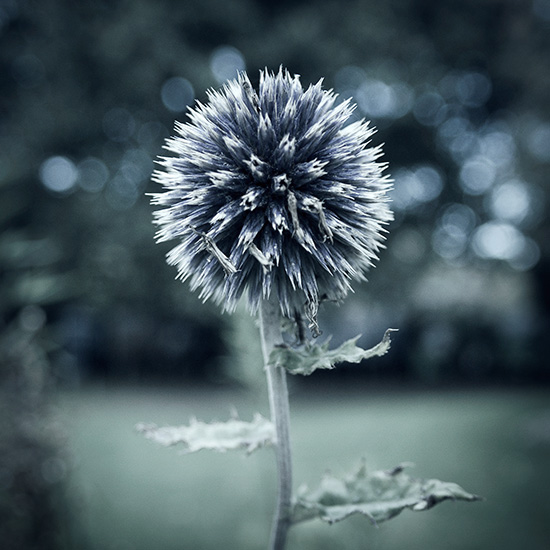 Photographie Botanique 1 - Romain Cousin